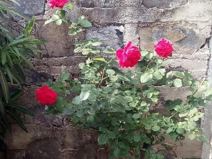 L'Antico Borgo, Un Mix Di Storia E Romanticismo Villa Lierna Italy